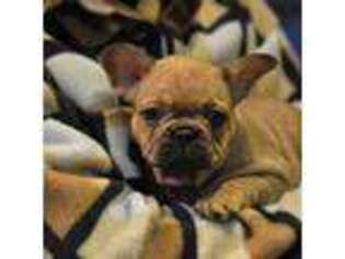 French Bulldog Puppy for sale in Little Rock, AR, USA