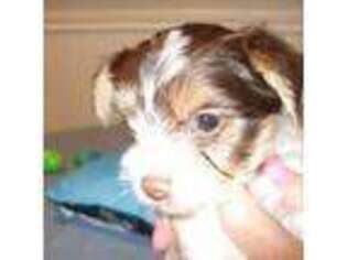 Yorkshire Terrier Puppy for sale in Kemp, TX, USA