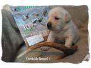 Labrador Retriever Puppy for sale in LUMBER BRIDGE, NC, USA