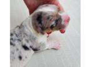 Cardigan Welsh Corgi Puppy for sale in Unionville, IA, USA
