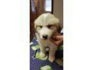 Great Pyrenees Puppy for sale in Columbia City, IN, USA