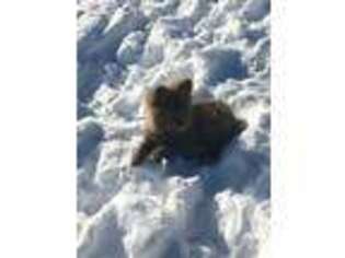 Pomeranian Puppy for sale in Brookfield, VT, USA