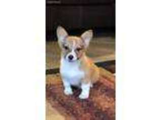 Pembroke Welsh Corgi Puppy for sale in Muscatine, IA, USA