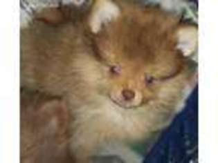 Pomeranian Puppy for sale in Kingman, AZ, USA