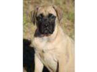 Mastiff Puppy for sale in Greenfield, MO, USA