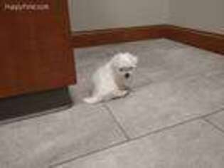 Maltese Puppy for sale in Englewood, OH, USA