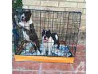 Bulldog Puppy for sale in CASTROVILLE, TX, USA
