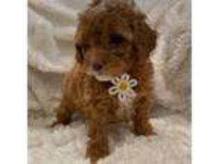 Goldendoodle Puppy for sale in Southampton, PA, USA