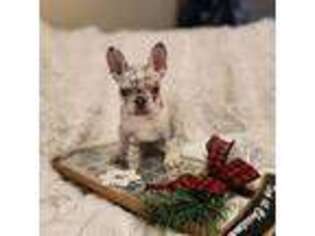 French Bulldog Puppy for sale in Mason, OH, USA