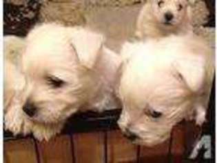 West Highland White Terrier Puppy for sale in ROCHESTER, WA, USA
