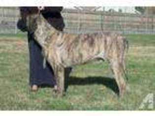 Mastiff Puppy for sale in GRAND JUNCTION, CO, USA