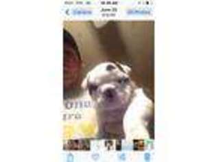 Bulldog Puppy for sale in Diboll, TX, USA