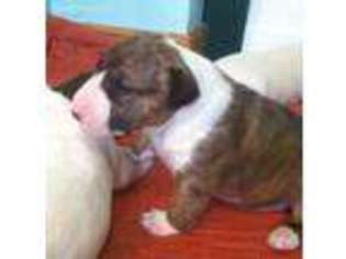 Bull Terrier Puppy for sale in Minerva, OH, USA