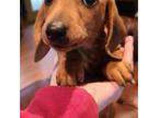 Dachshund Puppy for sale in Washington, IN, USA