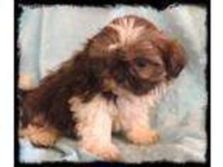 Mutt Puppy for sale in Hope, IN, USA