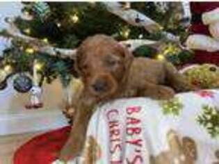 Goldendoodle Puppy for sale in Bronx, NY, USA