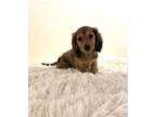 Dachshund Puppy for sale in Whitehall, MI, USA