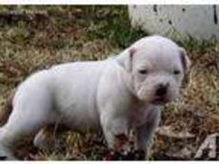 Bulldog Puppy for sale in CHESTER, IL, USA
