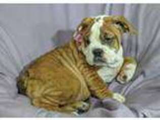Olde English Bulldogge Puppy for sale in Joplin, MO, USA