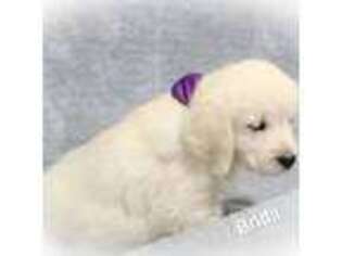 Mutt Puppy for sale in Robinson, IL, USA