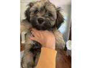 Havanese Puppy for sale in Kintnersville, PA, USA