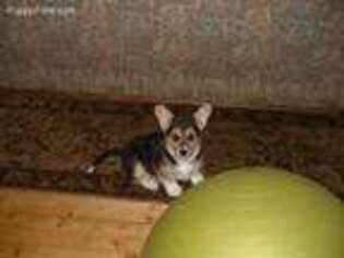 Pembroke Welsh Corgi Puppy for sale in Baldwin, WI, USA