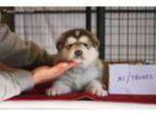 Alaskan Malamute Puppy for sale in Beaufort, NC, USA
