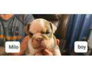 Bulldog Puppy for sale in Sullivan, IN, USA