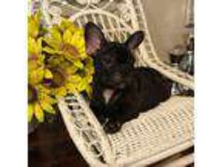 French Bulldog Puppy for sale in Gilmer, TX, USA