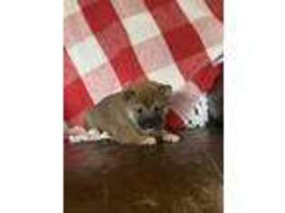 Shiba Inu Puppy for sale in Hardwick, MA, USA