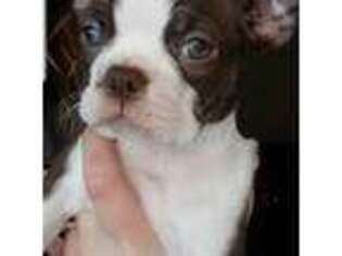 Boston Terrier Puppy for sale in Hastings, MN, USA