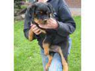 Rottweiler Puppy for sale in Selah, WA, USA