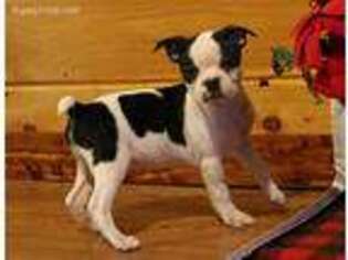 Boston Terrier Puppy for sale in Falcon, MO, USA