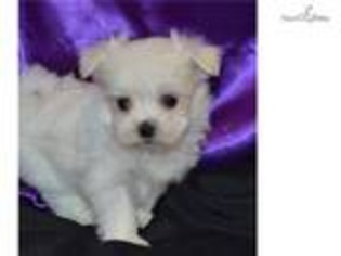 Medium Photo #1 Maltese Puppy For Sale in Sioux Falls, SD, USA