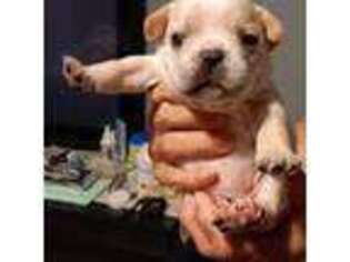 French Bulldog Puppy for sale in Ozark, AL, USA