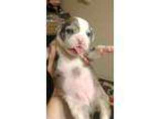 Alapaha Blue Blood Bulldog Puppy for sale in Castalian Springs, TN, USA