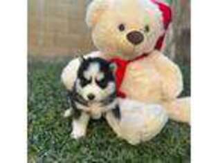 Siberian Husky Puppy for sale in Colton, CA, USA
