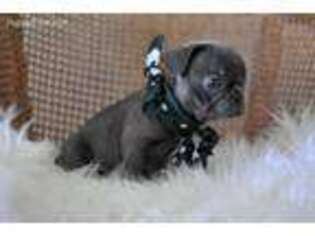 French Bulldog Puppy for sale in Columbus, NC, USA