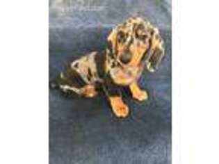 Dachshund Puppy for sale in Castle Rock, WA, USA