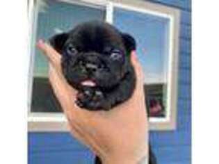 French Bulldog Puppy for sale in Casper, WY, USA