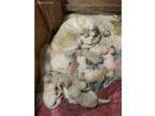 Golden Retriever Puppy for sale in Marion, MI, USA