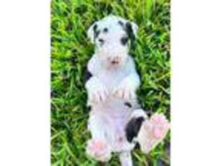 Great Dane Puppy for sale in Pembroke Pines, FL, USA
