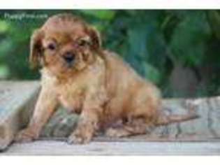 Cavalier King Charles Spaniel Puppy for sale in Demorest, GA, USA