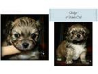 Chihuahua Puppy for sale in Holland Patent, NY, USA