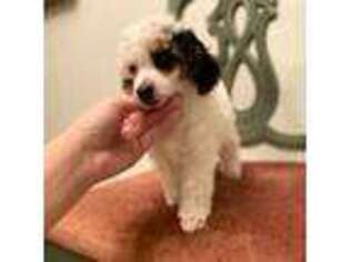 Mutt Puppy for sale in Laveen, AZ, USA