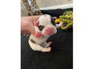 French Bulldog Puppy for sale in Walnut Ridge, AR, USA