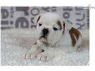 Bulldog Puppy for sale in SAN RAMON, CA, USA