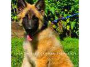 German Shepherd Dog Puppy for sale in Greenup, KY, USA