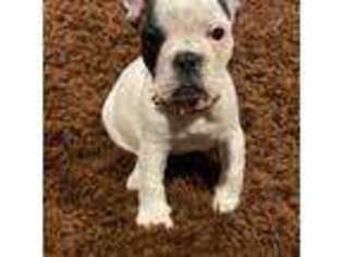 French Bulldog Puppy for sale in Parkton, MD, USA