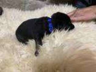 German Shepherd Dog Puppy for sale in Sheldon, MO, USA